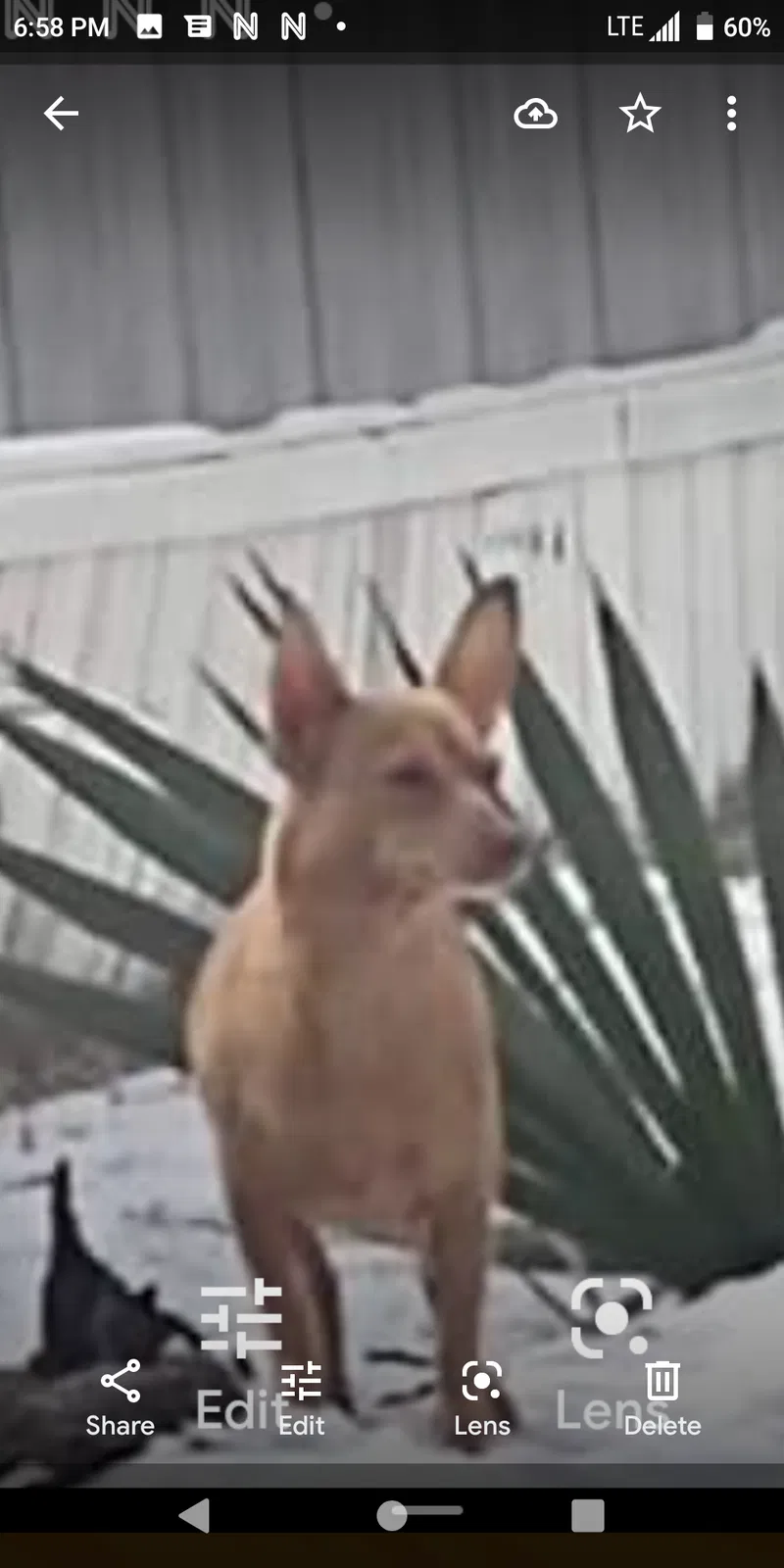 Lost dog in Livingston, TX, 77351