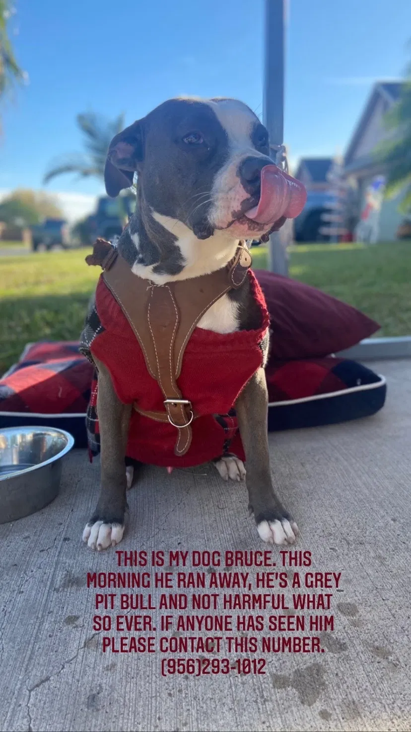 Lost dog in Brownsville, TX, 78526