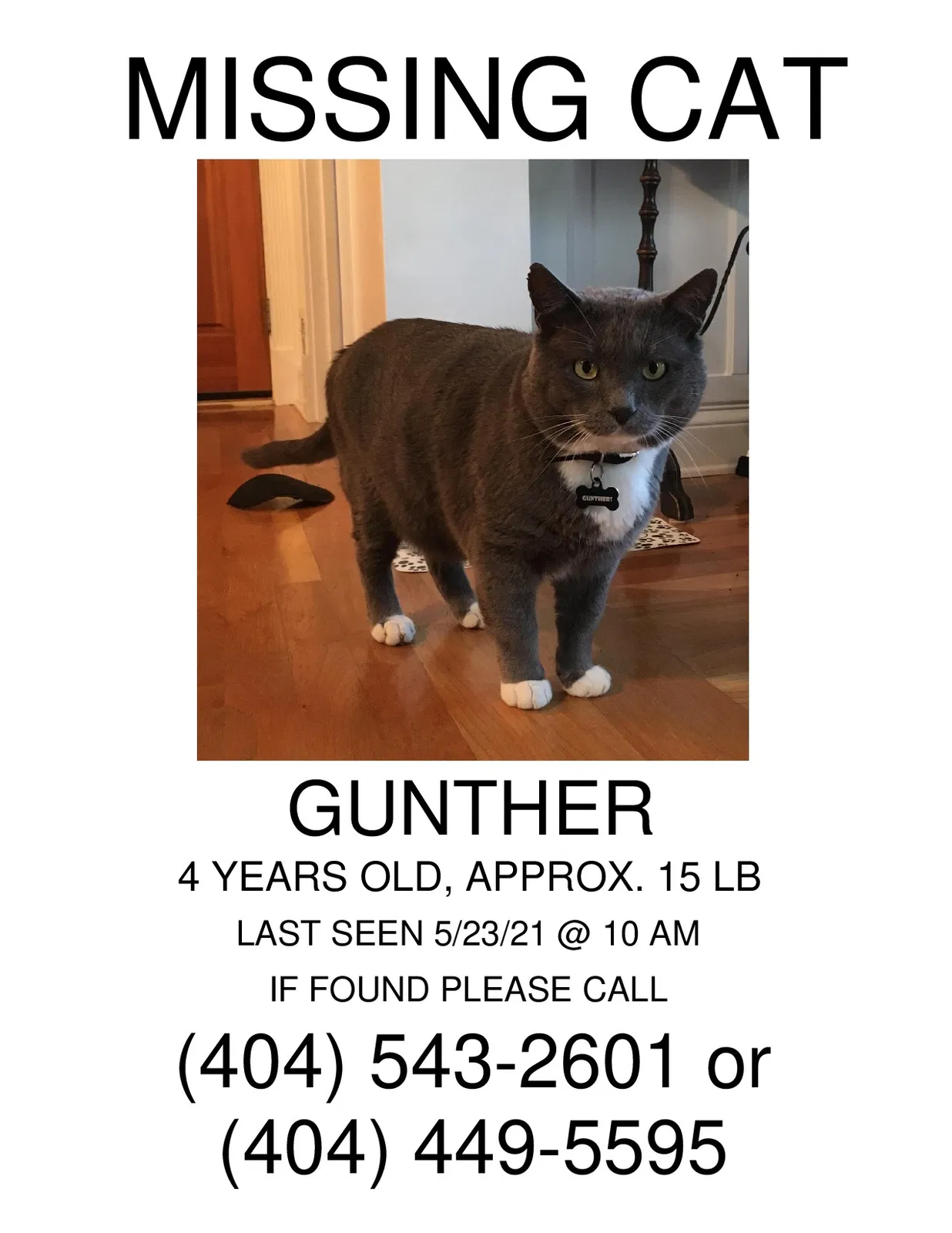 Lost cat in Alpharetta, GA, 30009