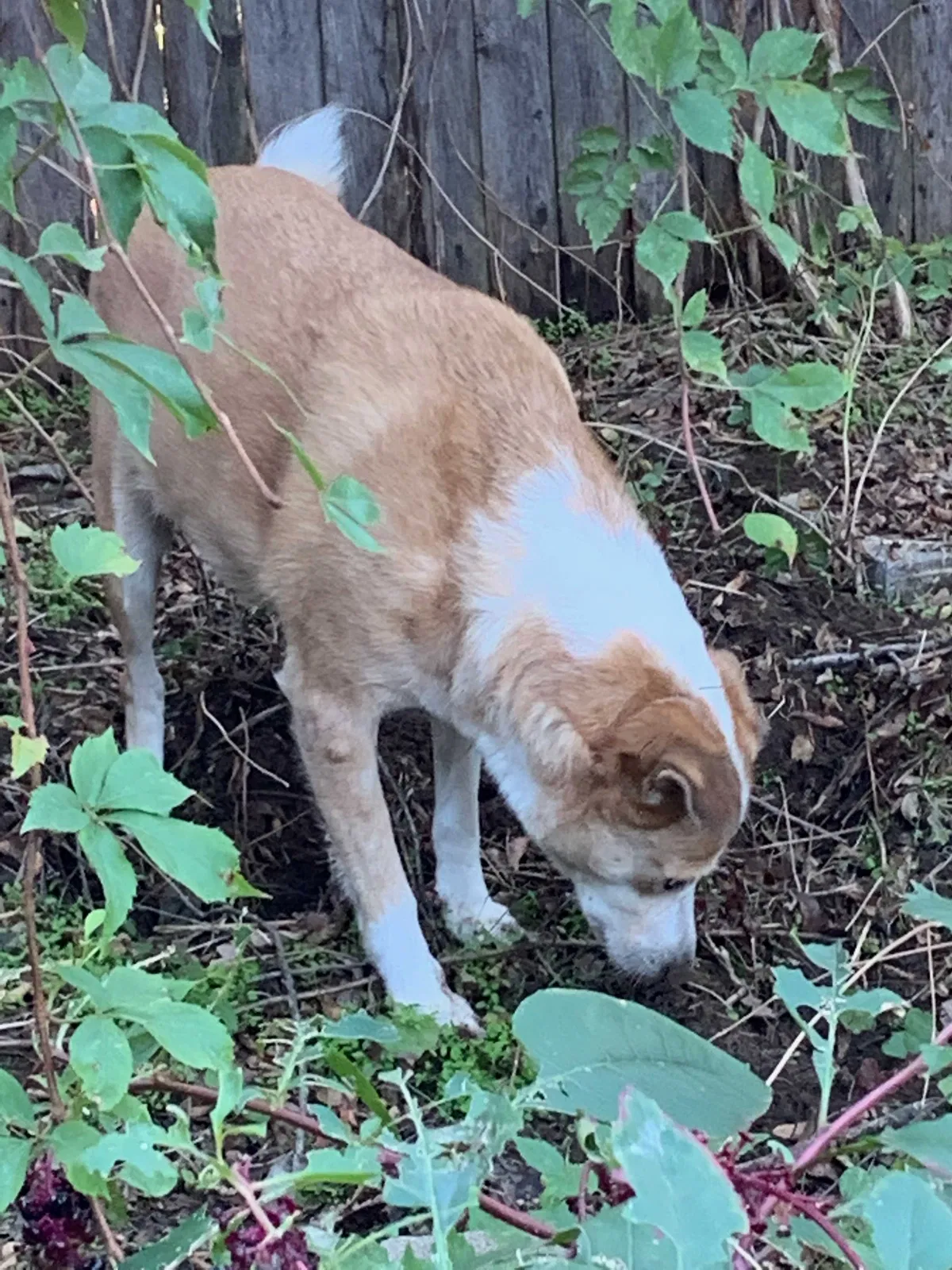 Lost dog in Arlington, TX, 76016