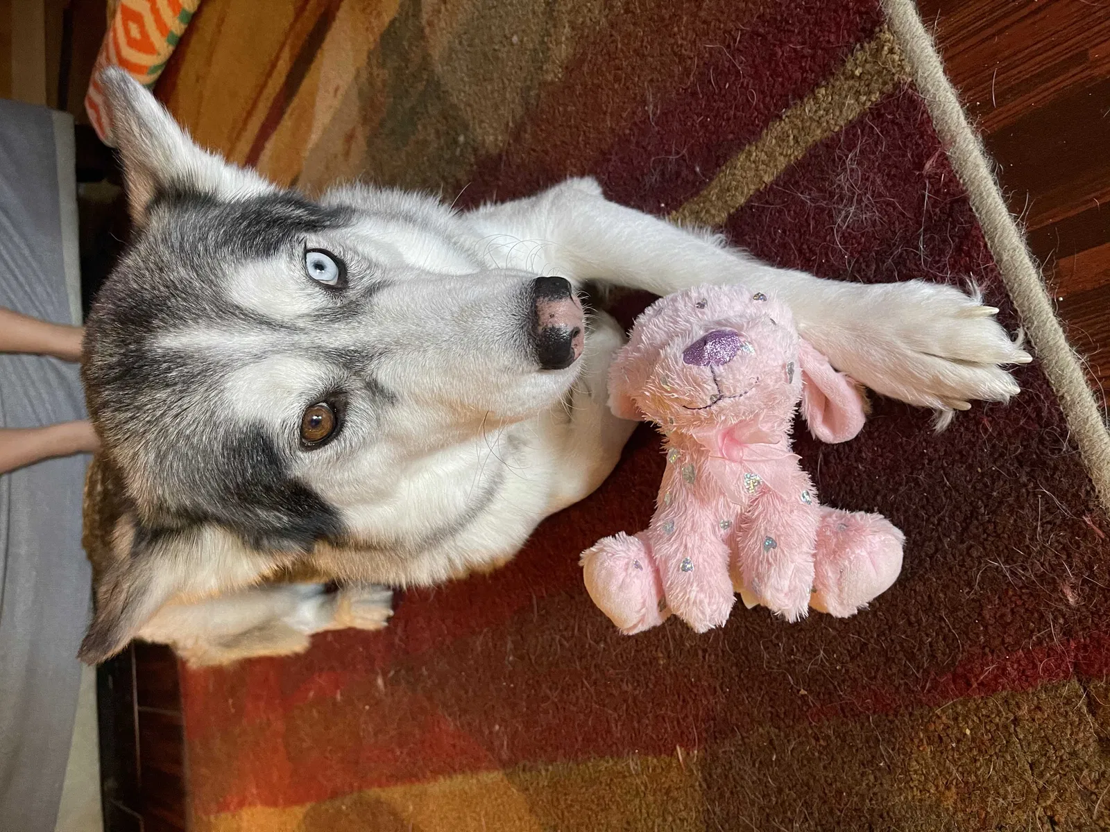 Lost dog in Nolanville, TX, 76559