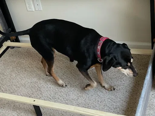 Lost dog in Glen Burnie, MD, 21061