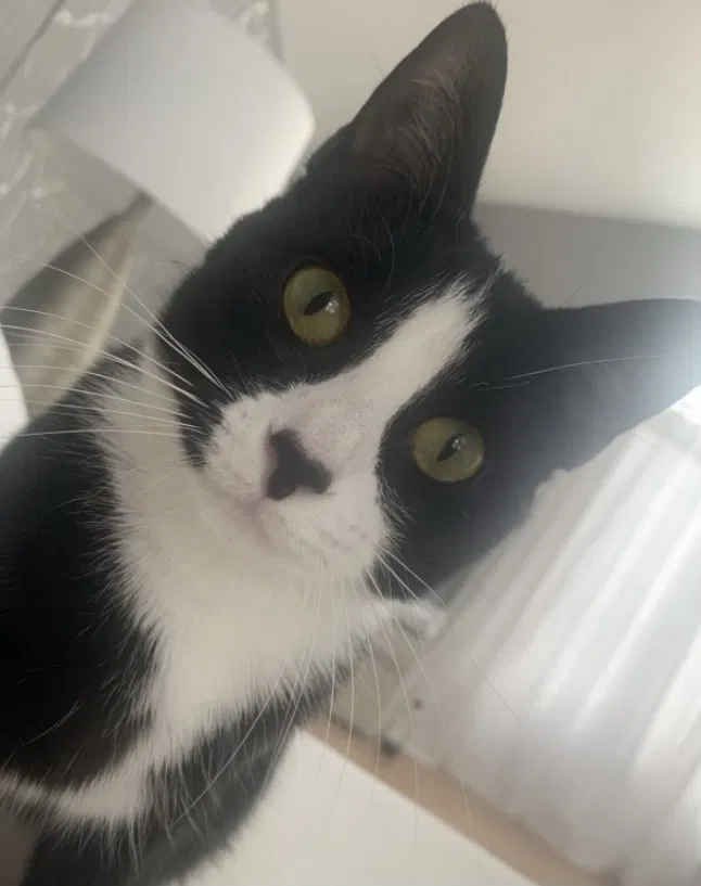 Lost cat in Barberton, OH, 44203