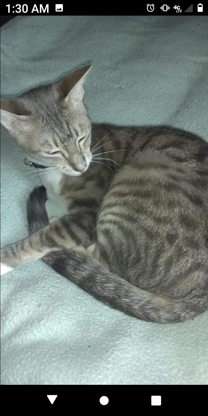 Lost cat in Summerville, SC, 29485