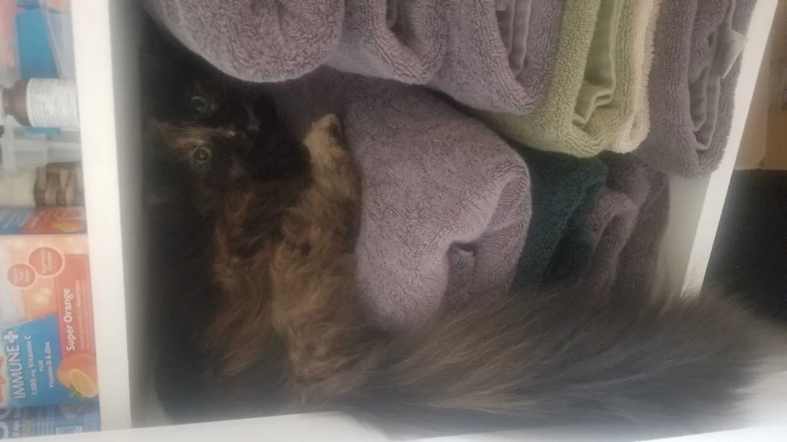 Lost cat in Kansas City, MO, 64117