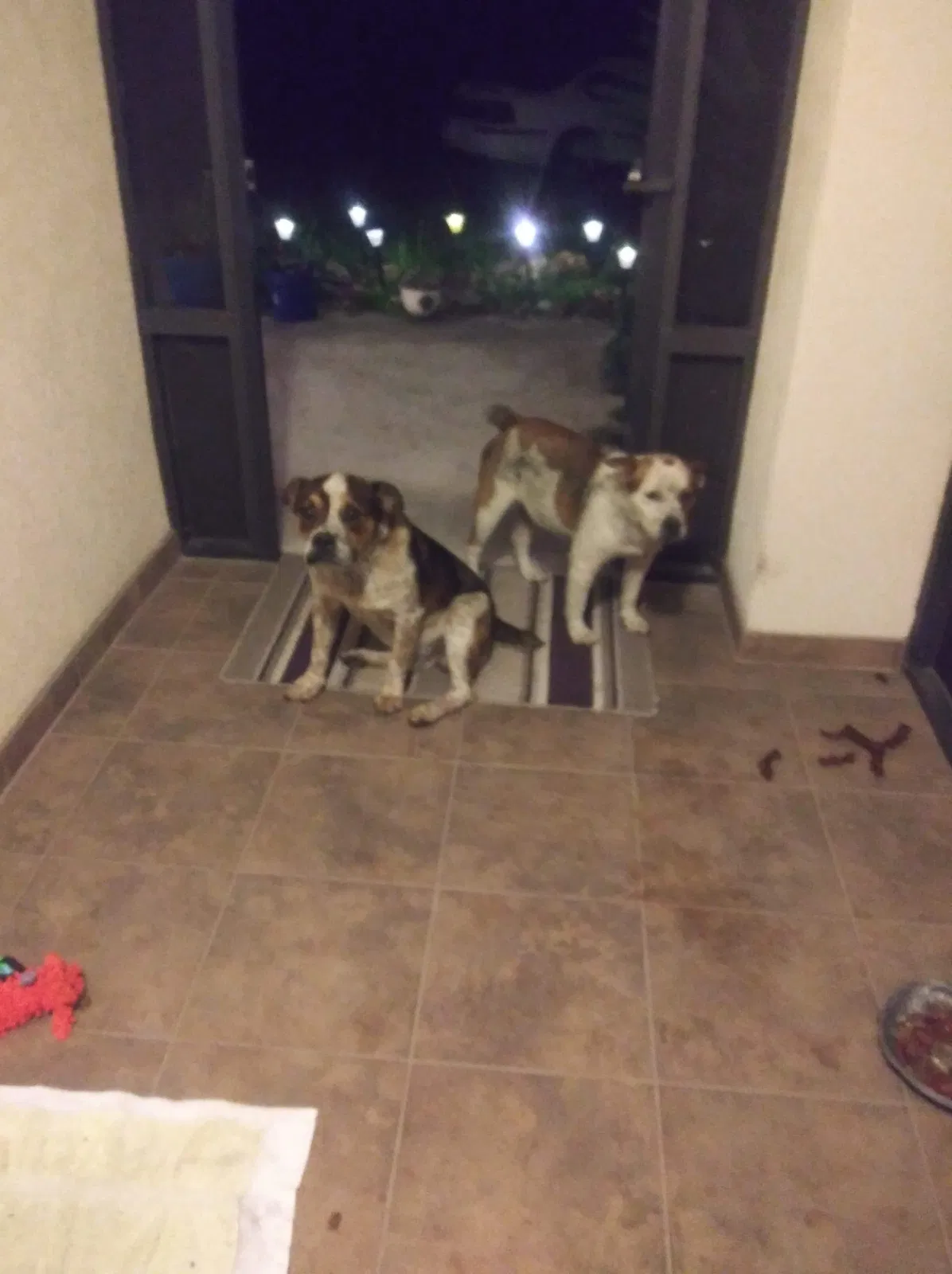 Found dog in Live Oak, FL, 32060