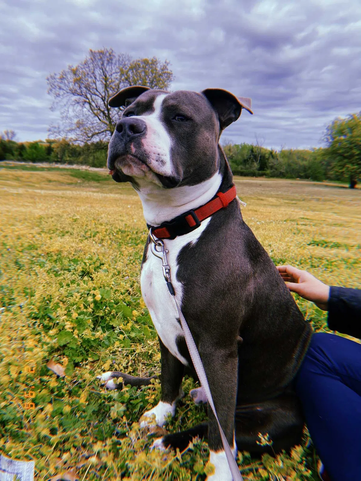 Lost dog in Tulsa, OK, 74106