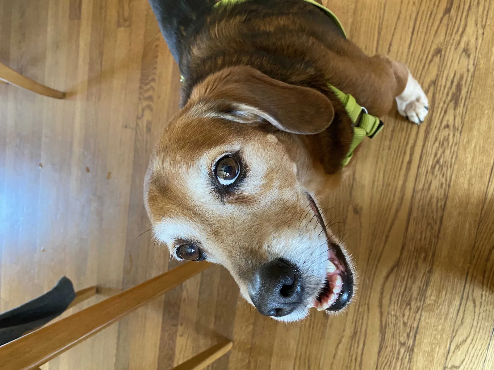 Lost dog in Gravois Mills, MO, 65037