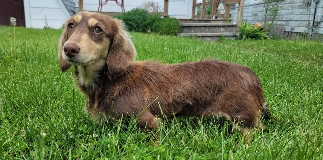Lost dog in Walkerton, IN, 46574