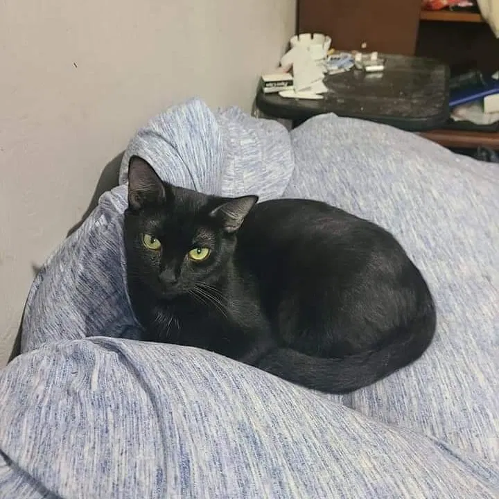 Lost cat in Summerville, SC, 29485
