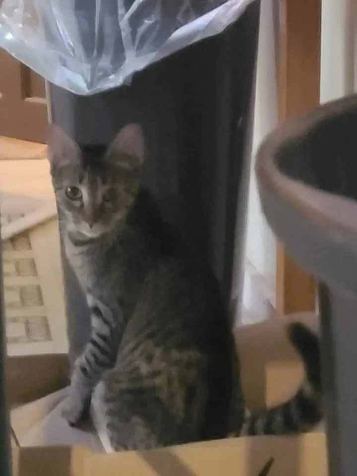 Lost cat in Summerville, SC, 29485