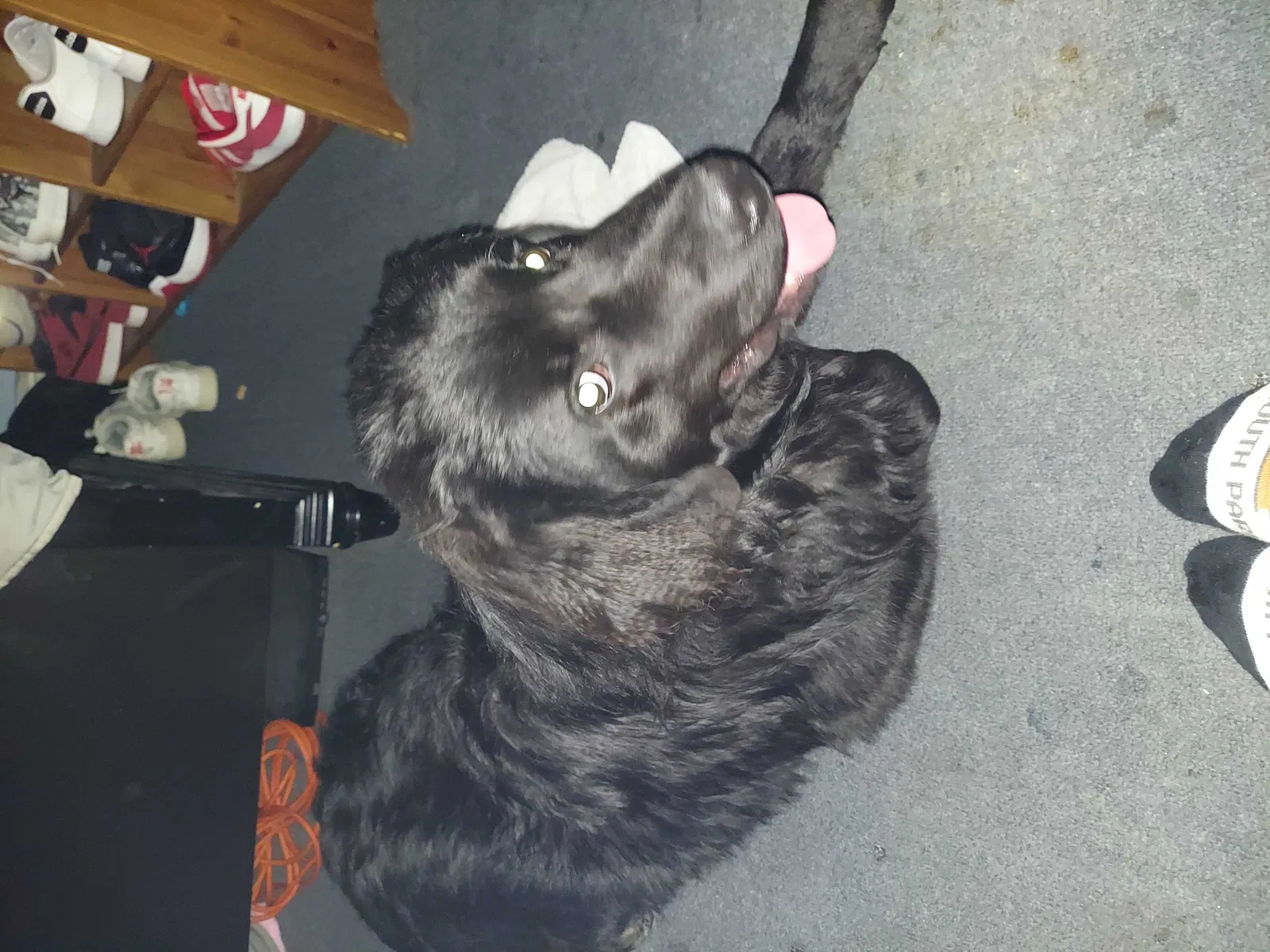 Lost dog in Paterson, NJ, 7503