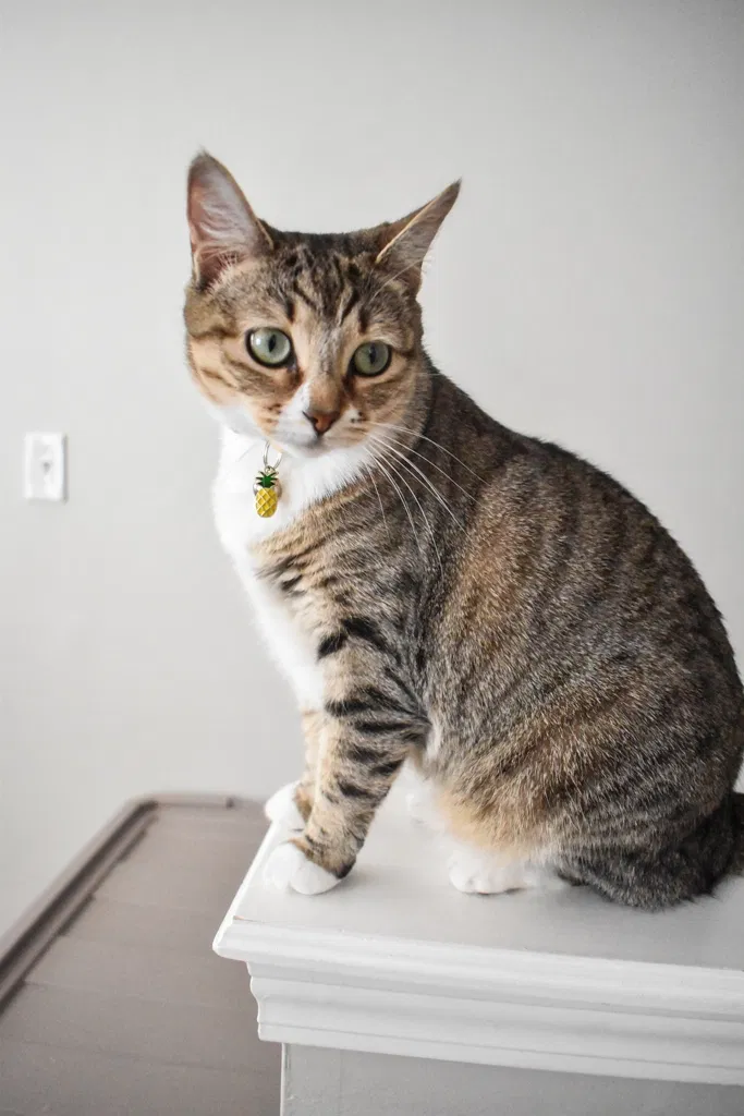 Lost cat in Murfreesboro, TN, 37128