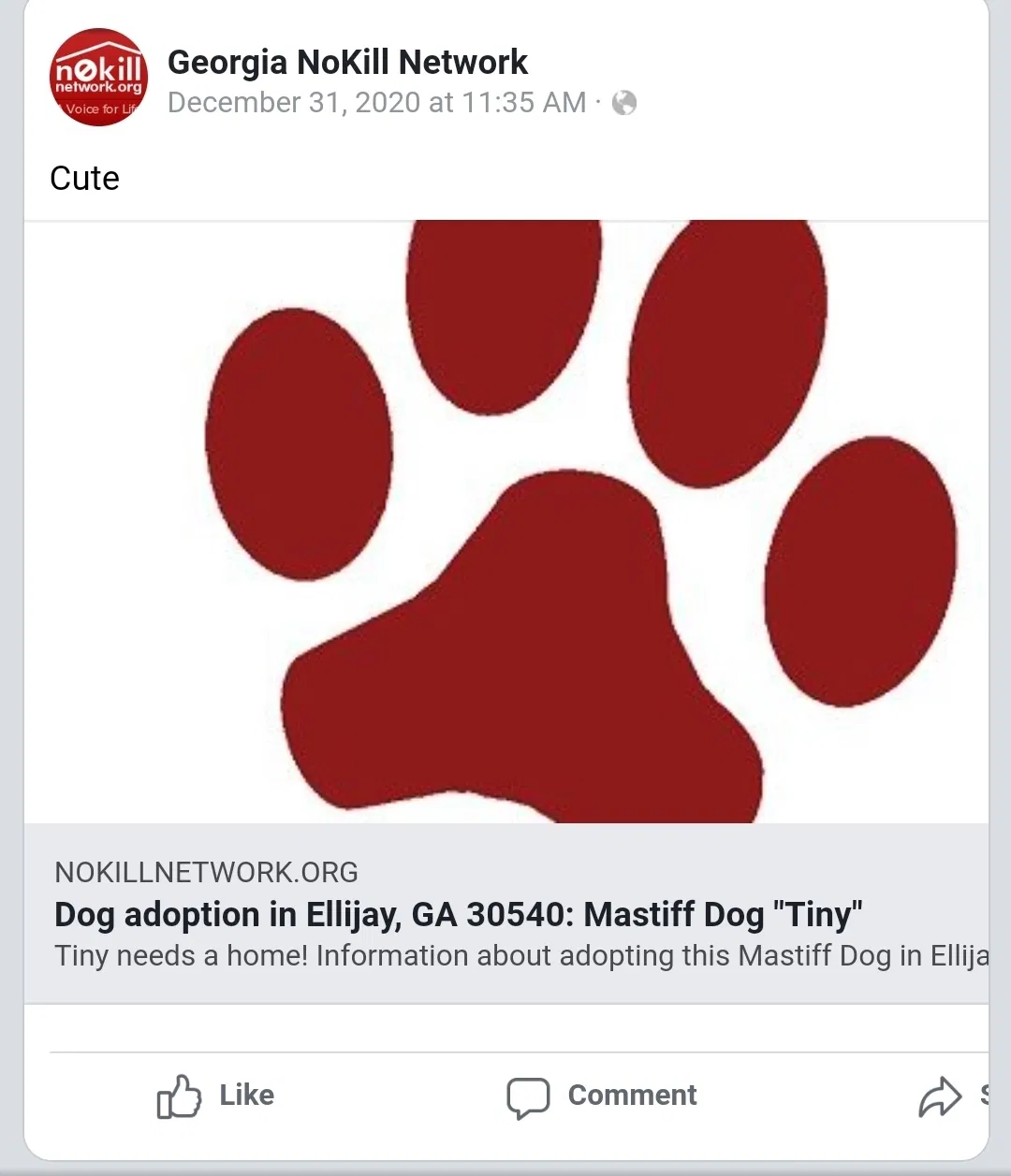 Lost dog in Ellijay, GA, 30540