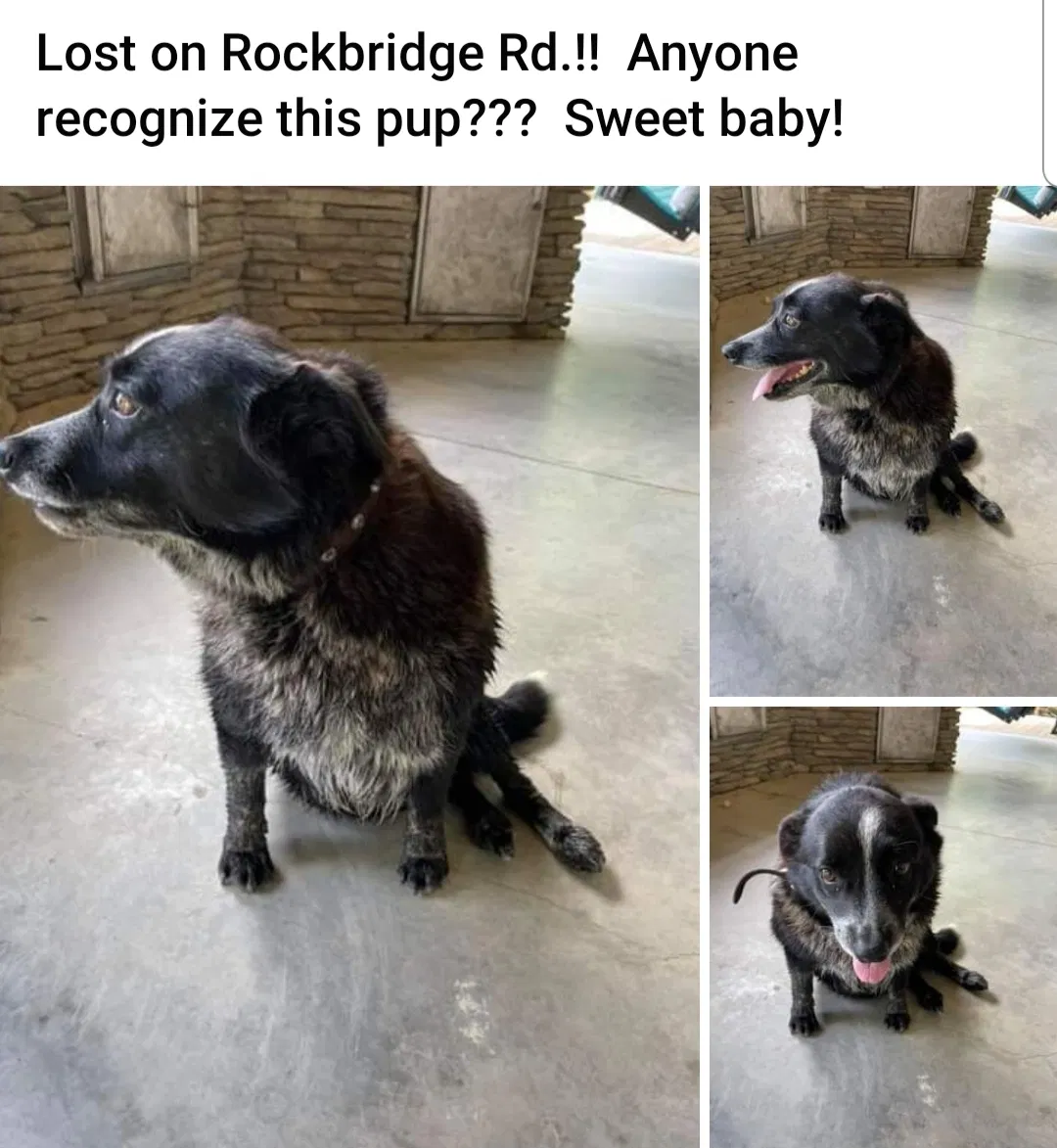 Found dog in Ridgeway, SC, 29130