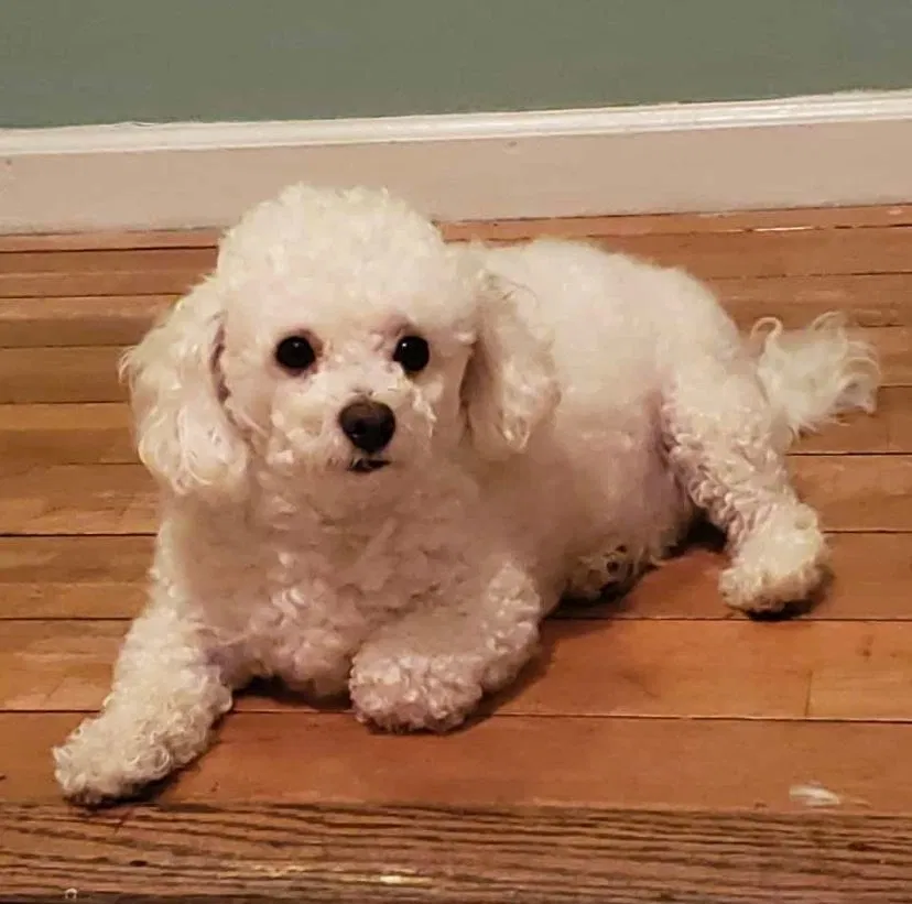 Lost dog in East Elmhurst, NY, 11369
