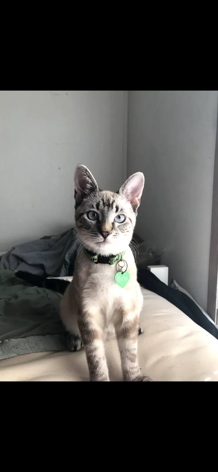 Lost cat in Eugene, OR, 97402