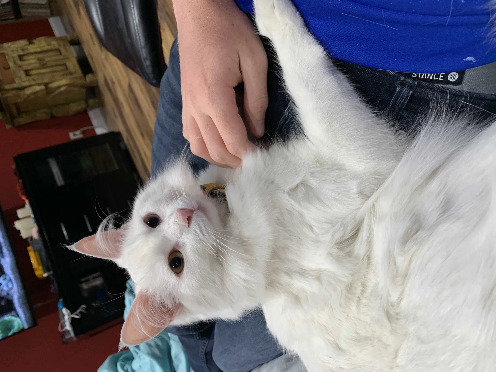 Lost cat in Woodland Hills, CA, 91367