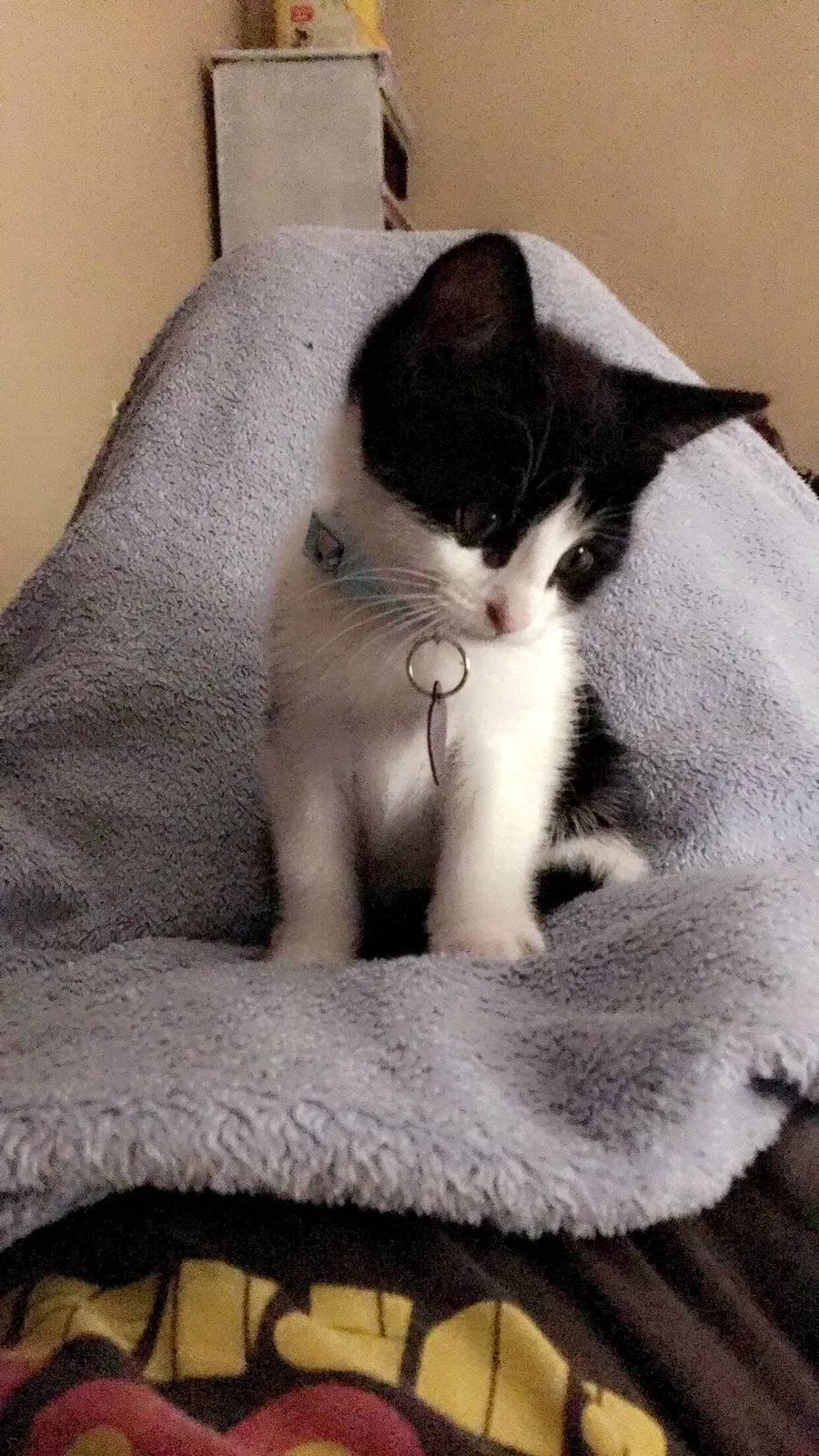 Lost cat in Auburn, AL, 36832