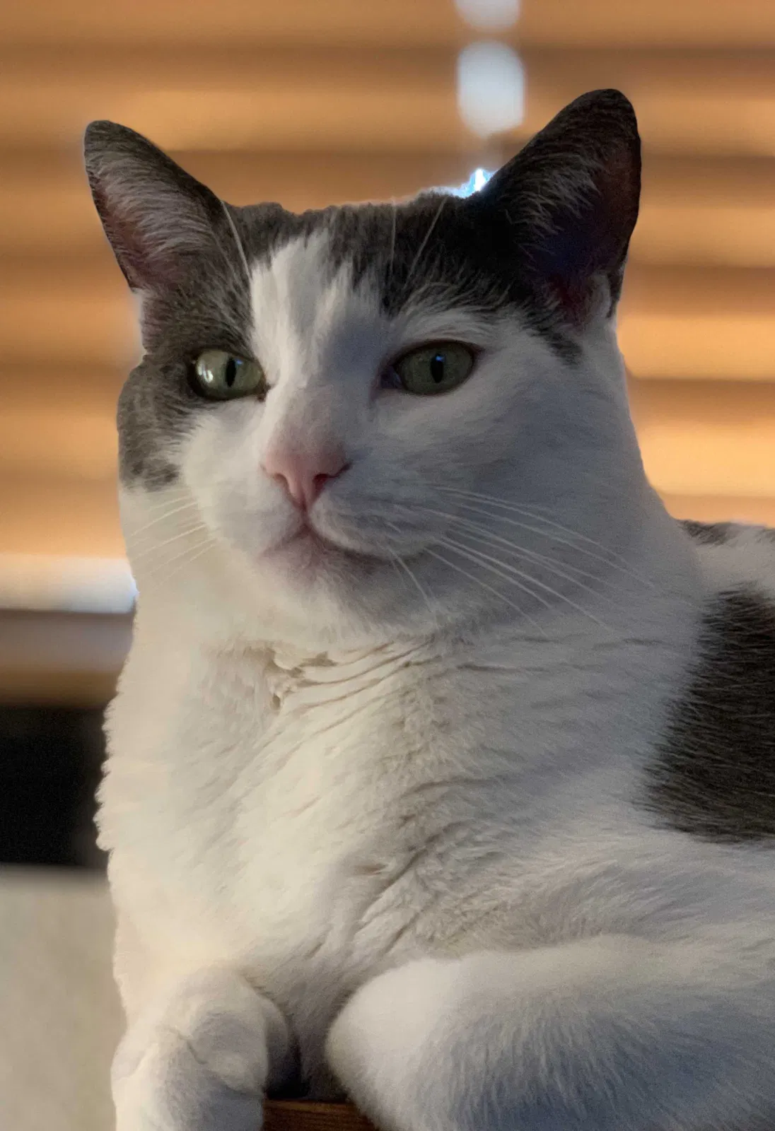Lost cat in Reno, NV, 89521