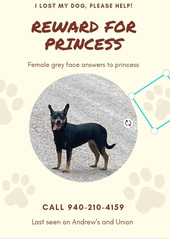 Missing Dog