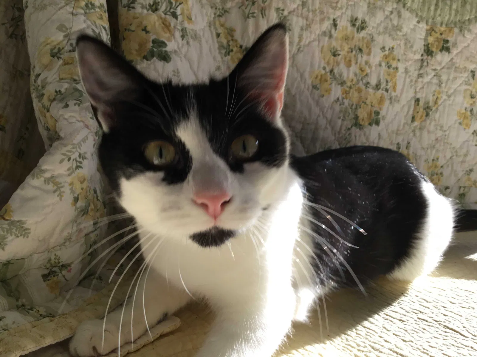 Lost cat in Saint Paul, MN, 55117