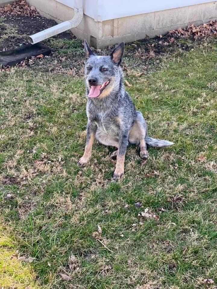 Lost dog in Middletown, IN, 47356