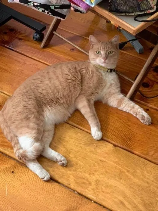Lost cat in Hillsborough, NH, 3244