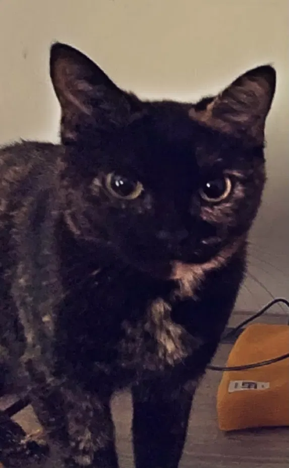 Lost cat in Tunnel Hill, GA, 30755