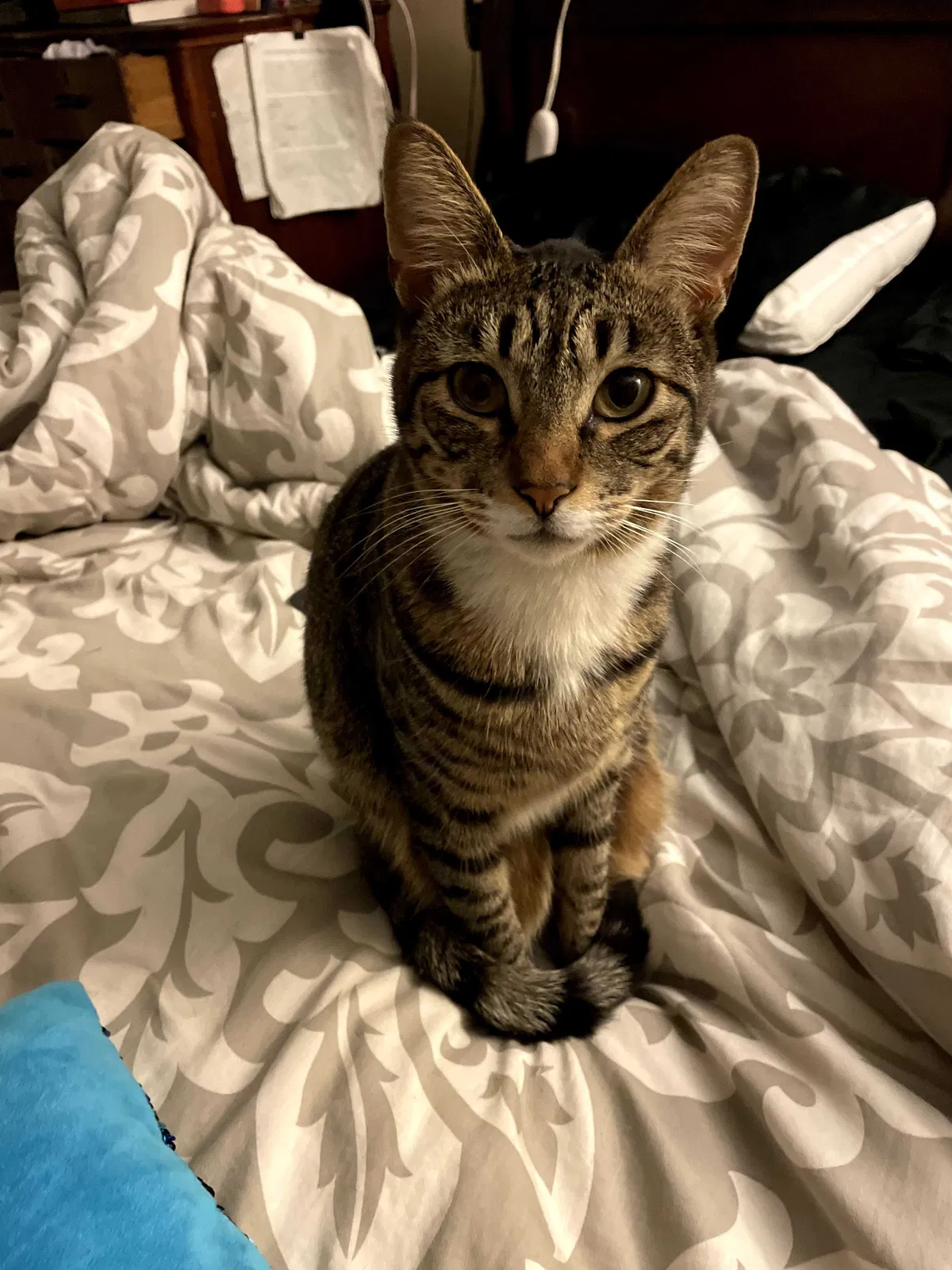 Lost cat in San Diego, CA, 92102