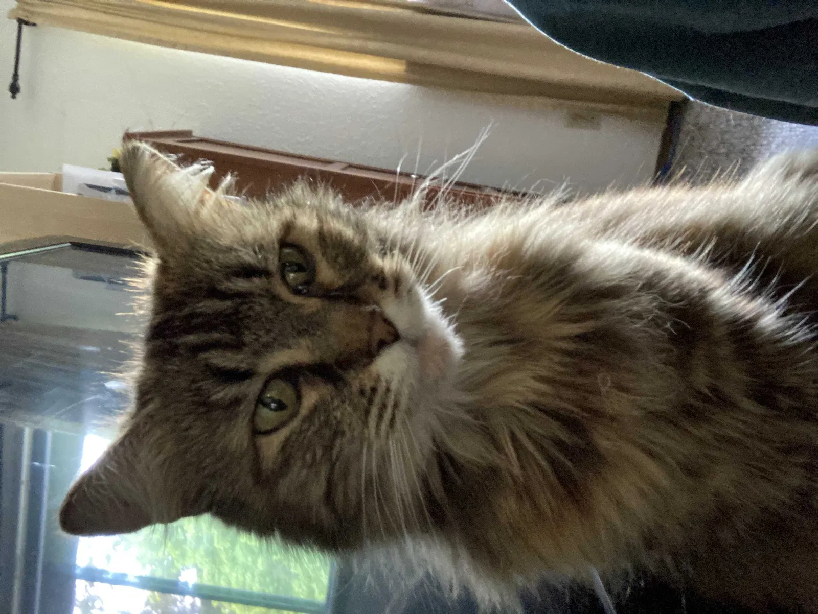 Lost cat in Puyallup, WA, 98373