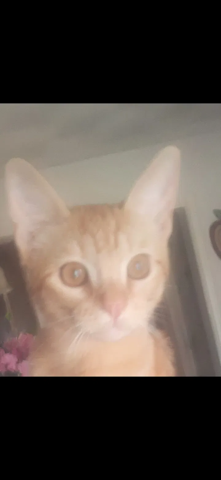 Lost cat in Garland, TX, 75042