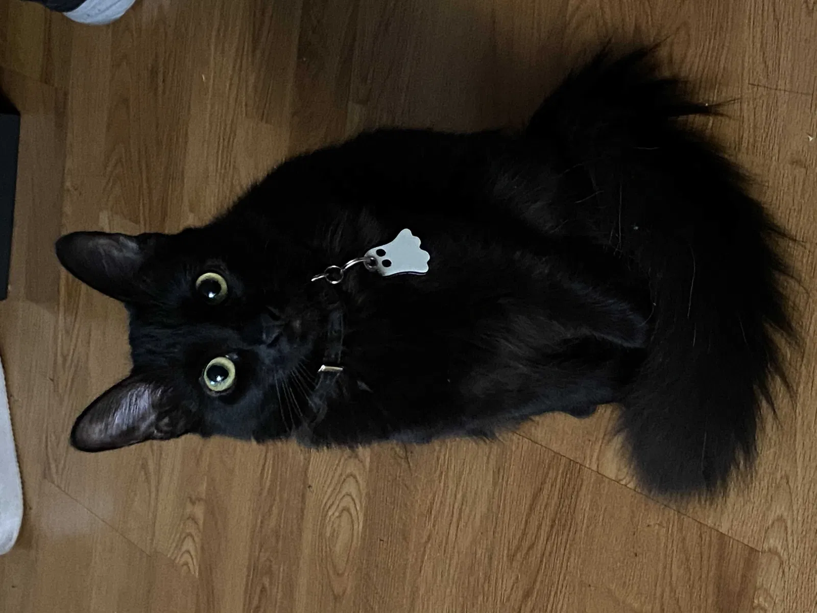 Lost cat in Hemet, CA, 92545