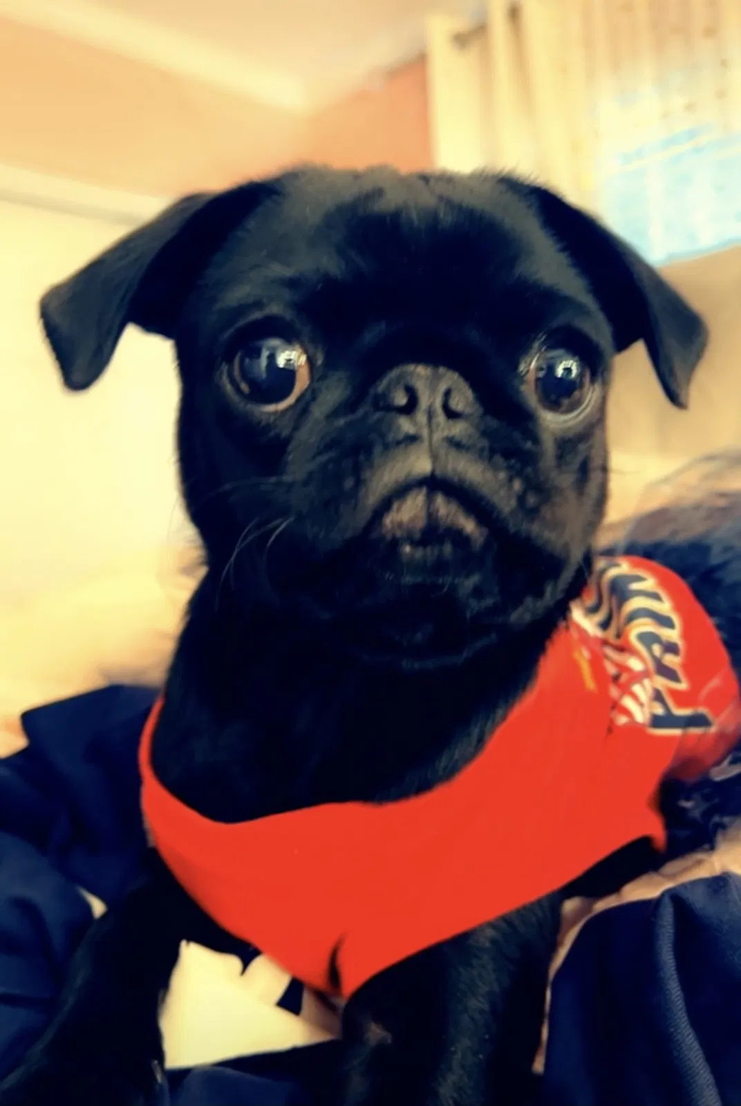 Lost dog in El Paso, TX, 79924
