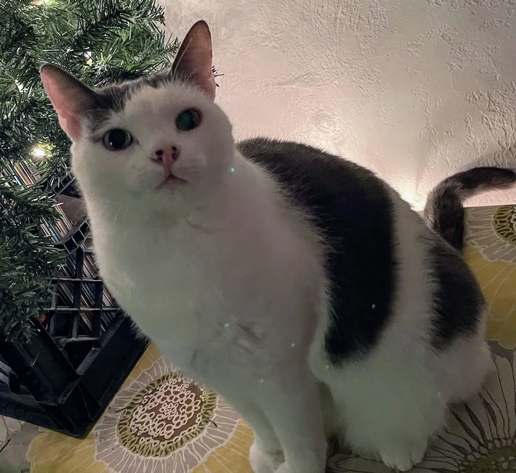 Lost cat in Saint Petersburg, FL, 33713