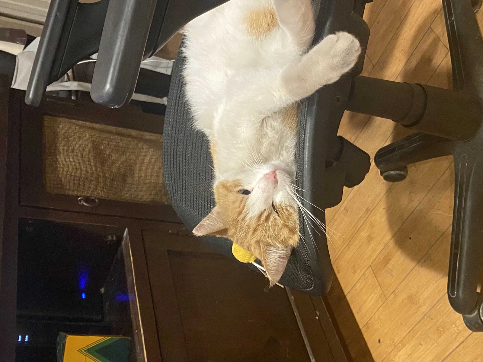 Lost cat in Henderson, NV, 89052