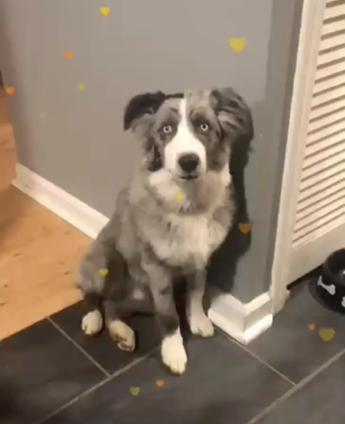 Lost dog in Springfield, KY, 40069