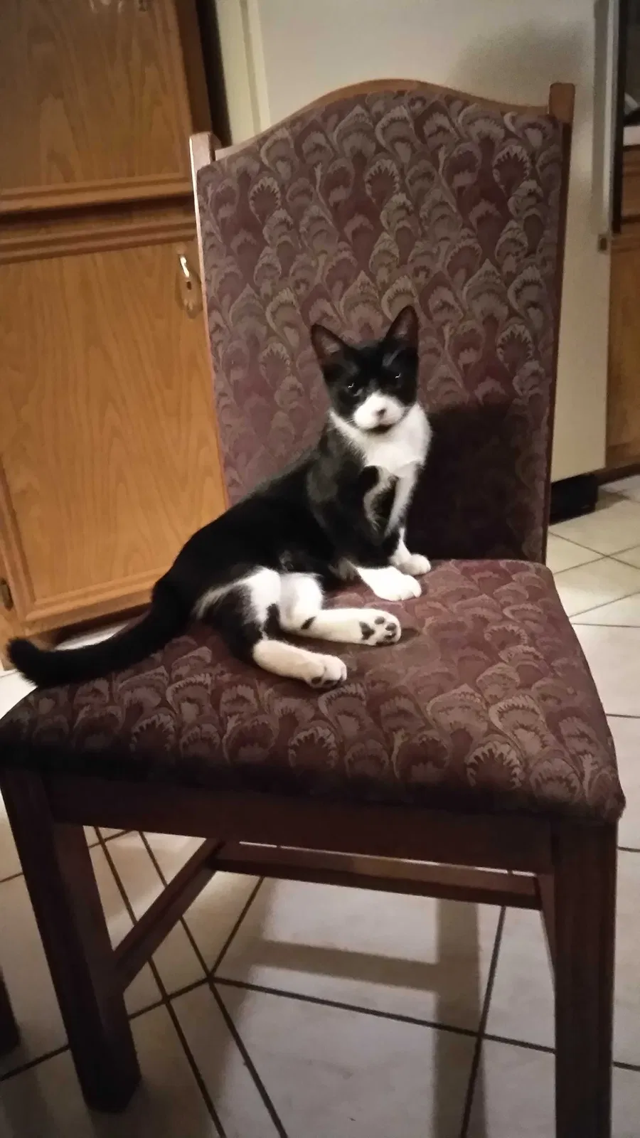 Lost cat in San Juan, TX, 78589