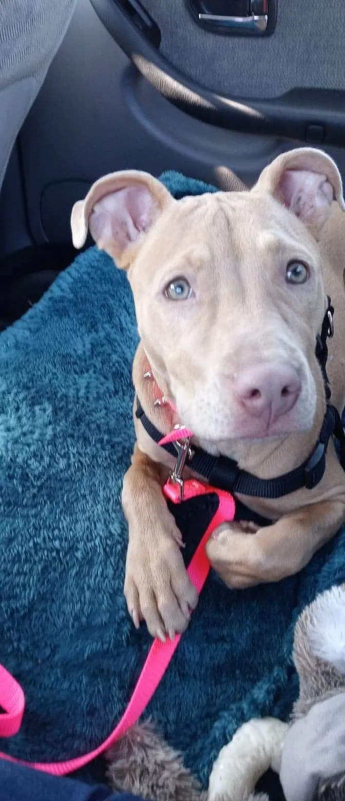 Lost dog in Portland, OR, 97230