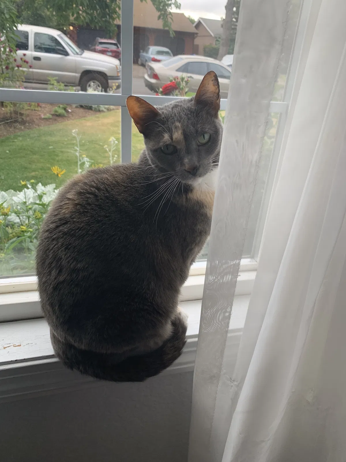 Lost cat in Salem, OR, 97305
