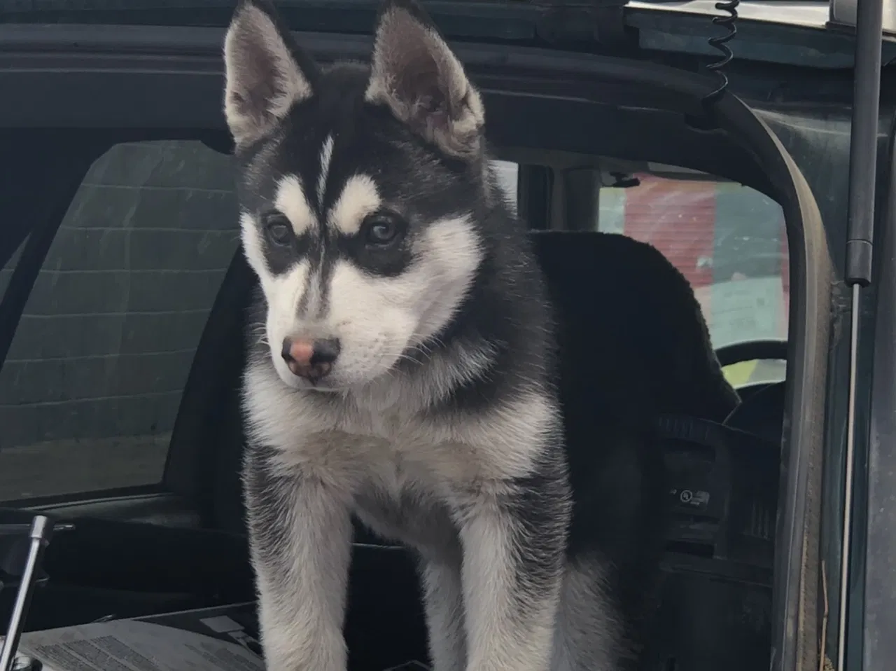 Lost dog in Las Vegas, NV, 89107
