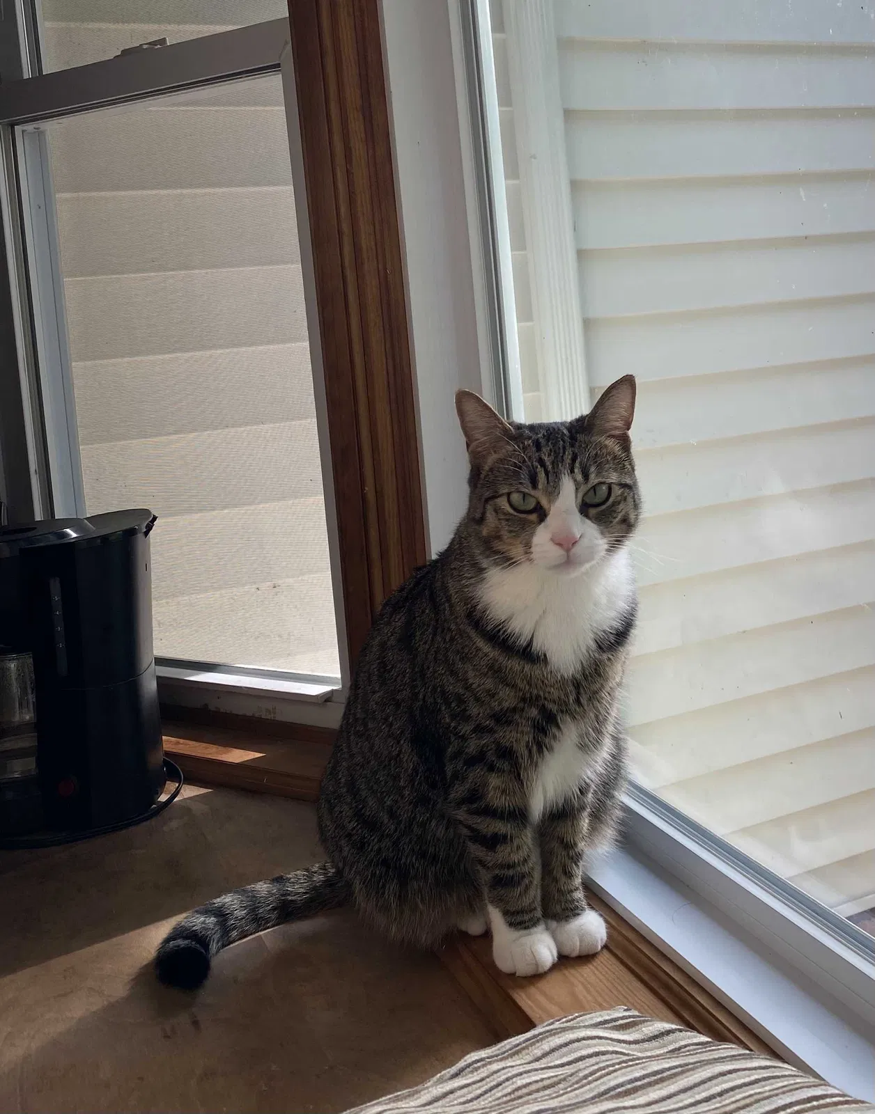 Lost cat in Fredericksburg, VA, 22407