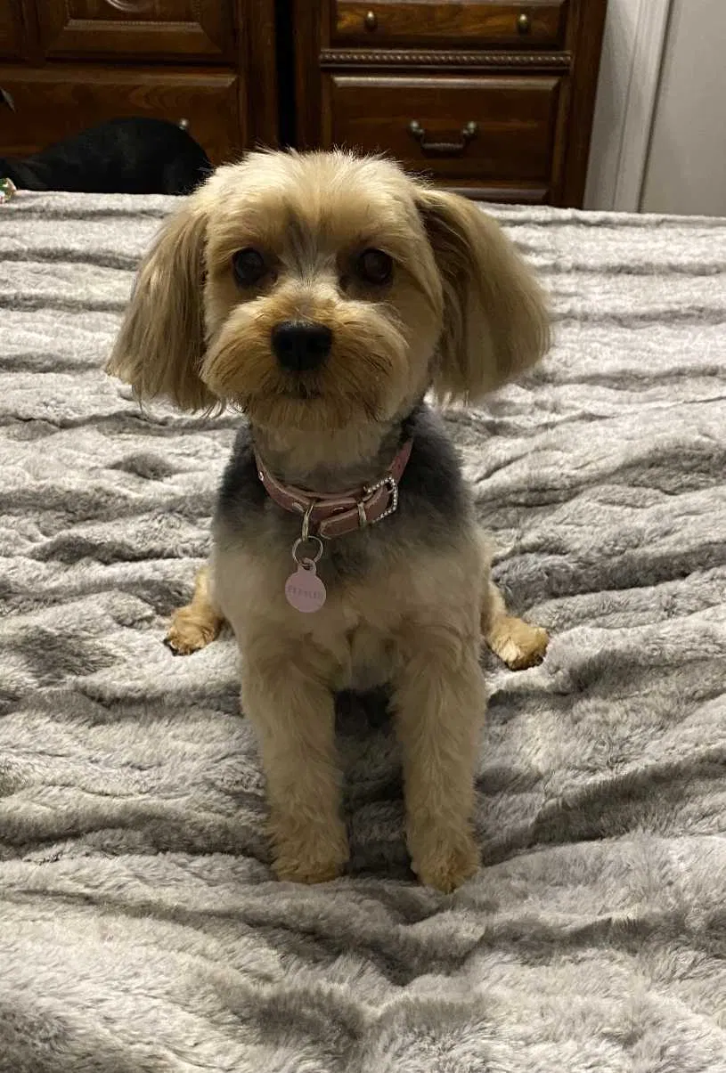 Lost dog in Brentwood, CA, 94513
