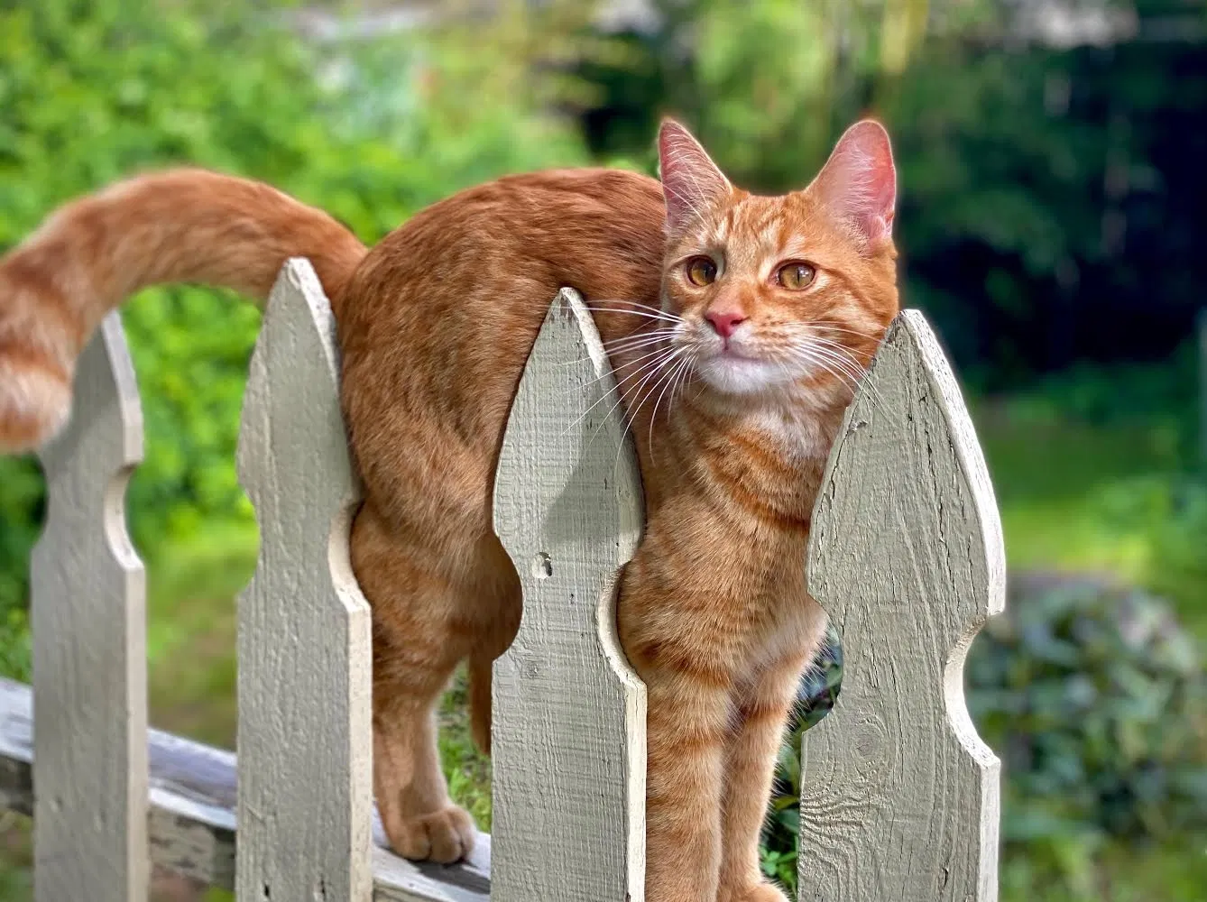 Lost cat in Austin, TX, 78704