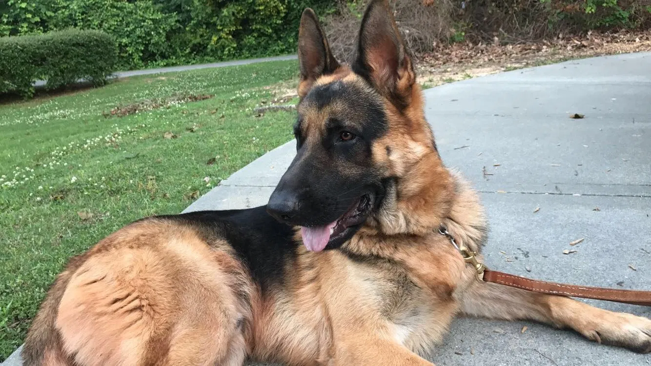 Lost dog in Lawrenceville, GA, 30046