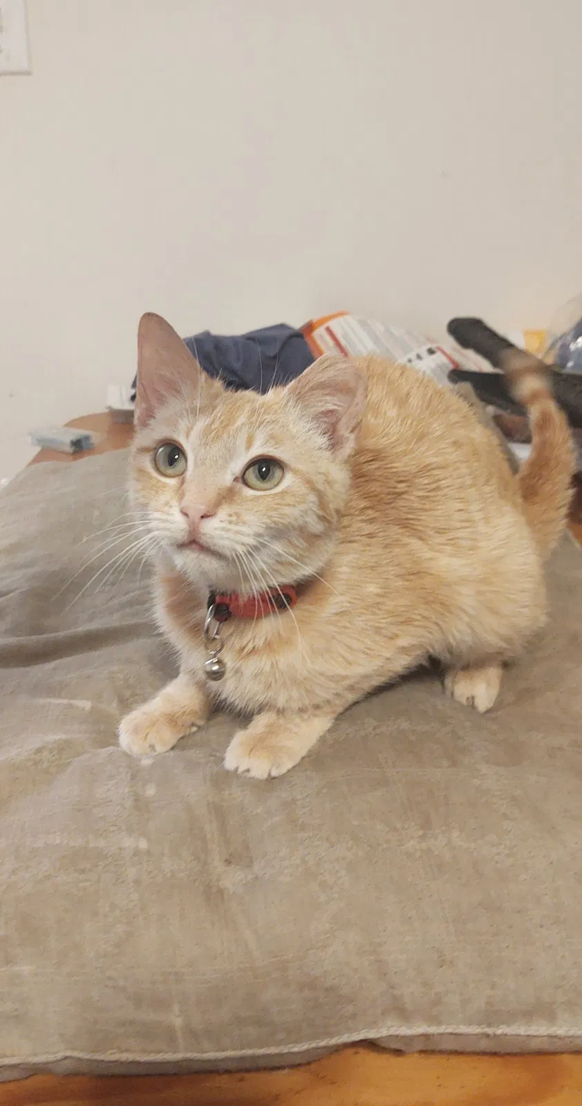 Lost cat in Kershaw, SC, 29067