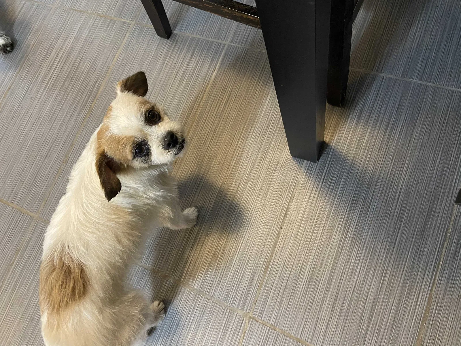 Lost dog in Atlanta, GA, 30316