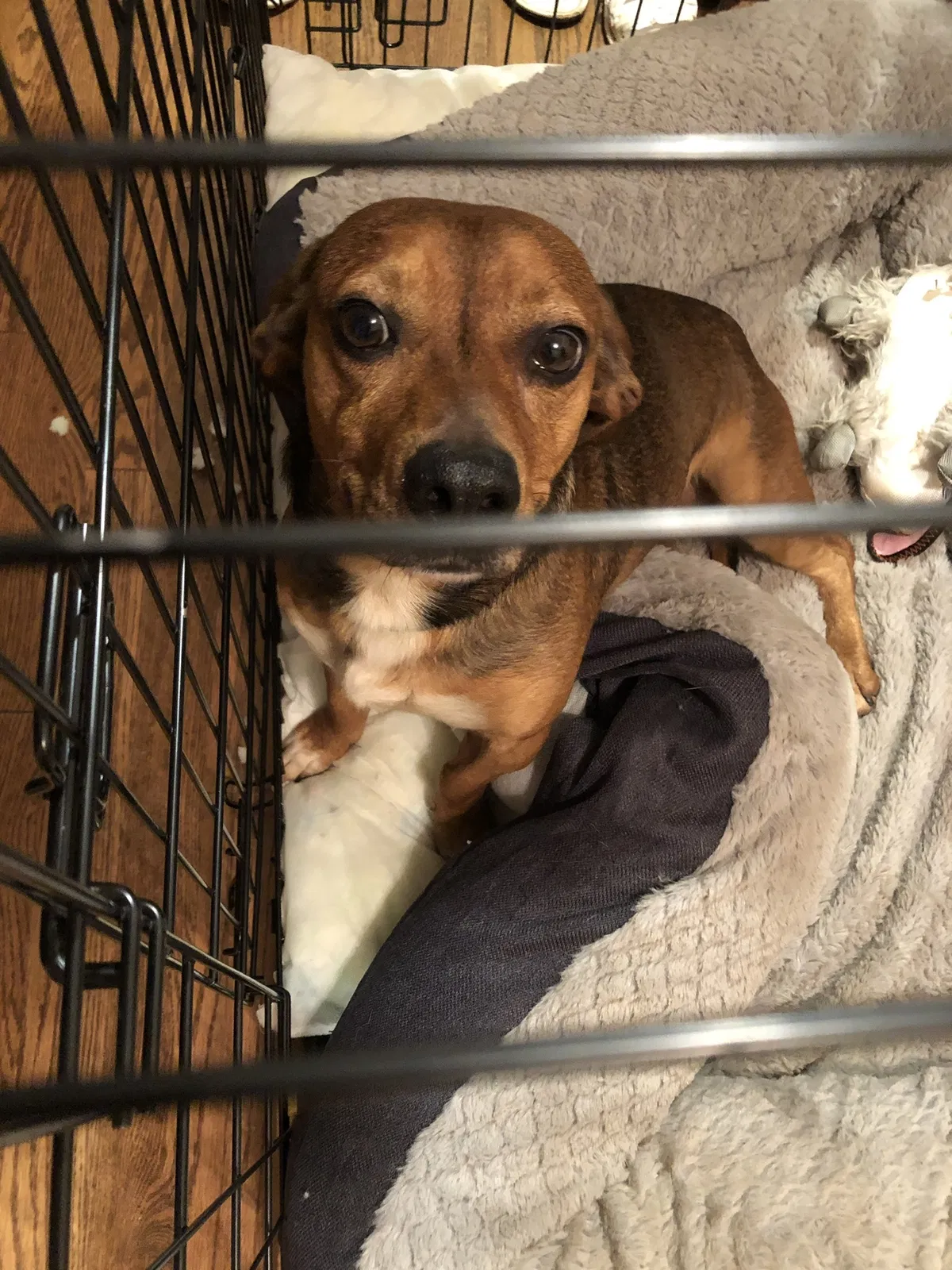 Lost dog in Lawrenceville, GA, 30046