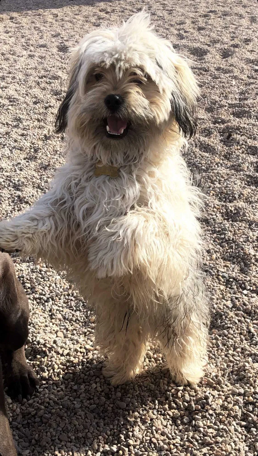 Lost dog in Albuquerque, NM, 87121