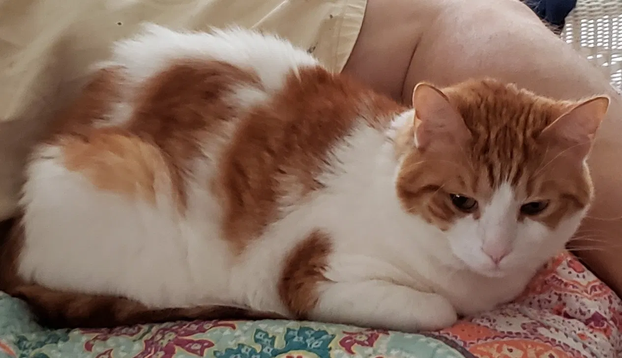 Lost cat in Davenport, FL, 33897